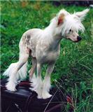 Собачьи истории (выпуски 1-28) - i_010.jpg