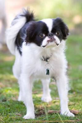 Собачьи истории (выпуски 1-28) - i_012.jpg