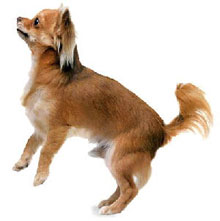 Собачьи истории (выпуски 1-28) - i_013.jpg