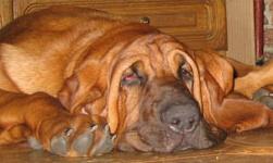 Собачьи истории (выпуски 1-28) - i_022.jpg