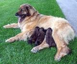 Собачьи истории (выпуски 1-28) - i_023.jpg