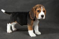 Собачьи истории (выпуски 1-28) - i_028.jpg