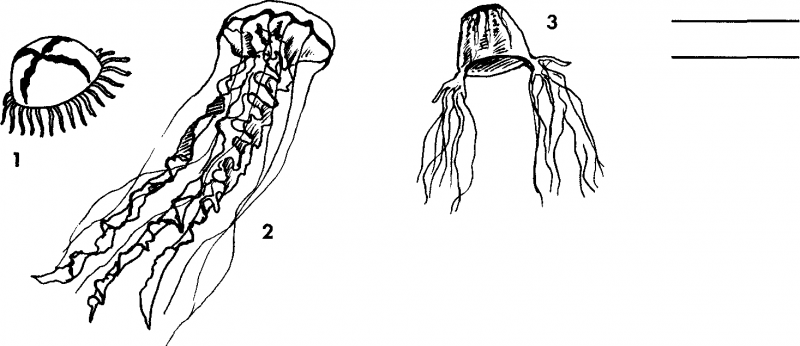 Акваланг и подводное  плавание - img_49.png