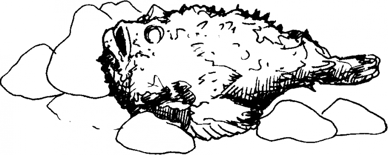 Акваланг и подводное  плавание - img_55.png