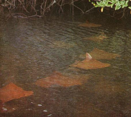 Отавало идет по экватору - _066.jpg