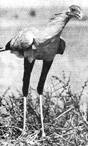 Утиная правда 2005 (2) - _14.JPG_0