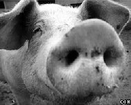 Утиная правда 2005(1) - _17.jpg