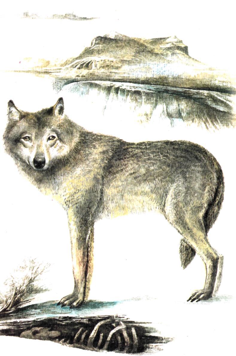 Владыка Приаральской равнины - img_0.jpeg