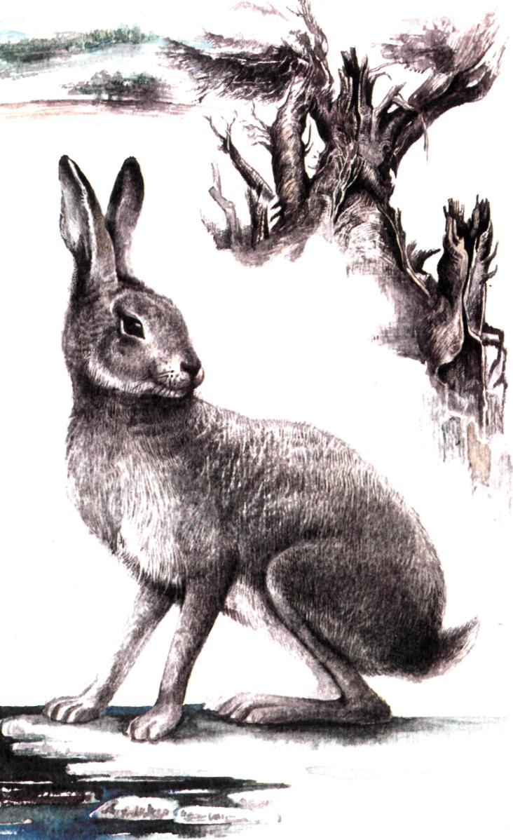 Длинноухий спринтер - img_0.jpeg