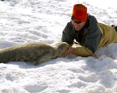 Записки переворачивателя пингвинов. - pic_32.jpg