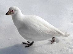 Записки переворачивателя пингвинов. - pic_33.jpg