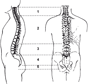Позвоночник и суставы. Лечение и профилактика - i_019.png