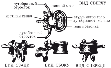 Позвоночник и суставы. Лечение и профилактика - i_020.png