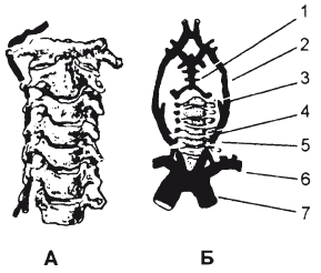 Позвоночник и суставы. Лечение и профилактика - i_027.png