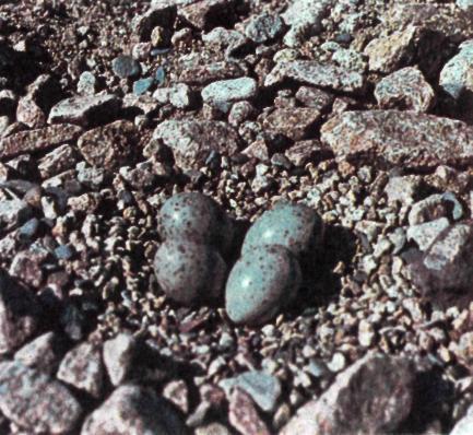 Отшельник высокогорных галечников - img_2.jpeg