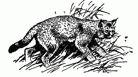 Встречи с животными - img_47.png