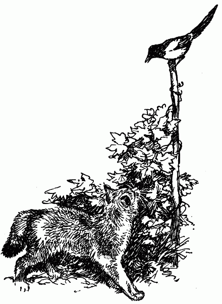 Встречи с животными - img_59.png