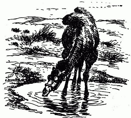 Встречи с животными - img_87.png