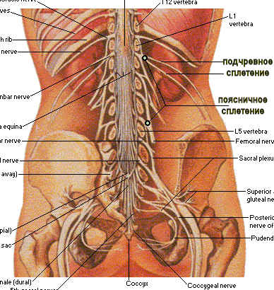 Йога - lumbarplexus.jpg