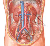 Йога - kidneypic.png