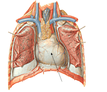 Йога - pericardpic.png