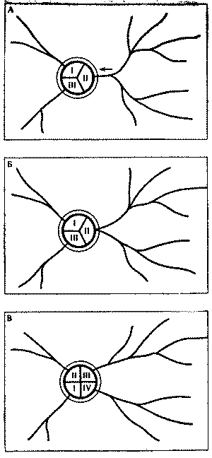 Муравей, семья, колония - i0b48f0143e