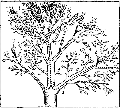 Муравей, семья, колония - i494f267c60