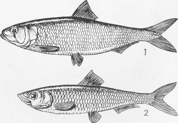Ловись, рыбка... - i_011.jpg