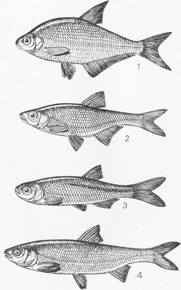 Ловись, рыбка... - i_017.jpg