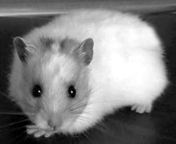 Хомячки - _017.jpg