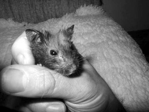 Хомячки - _018.jpg