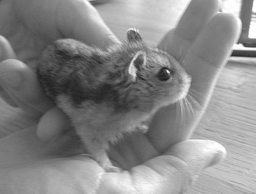 Хомячки - _020.jpg