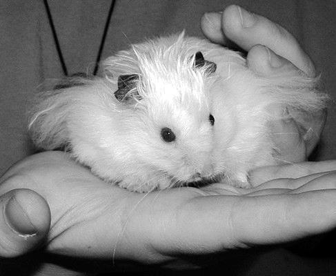 Хомячки - _023.jpg