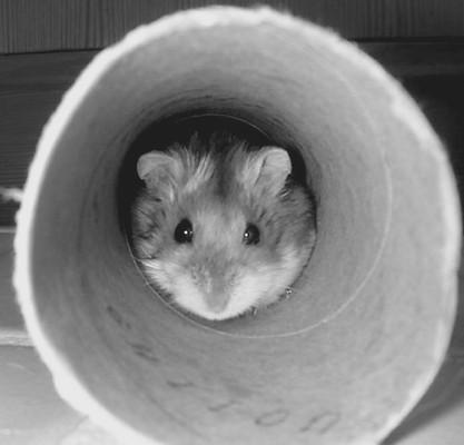 Хомячки - _026.jpg