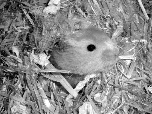 Хомячки - _027.jpg