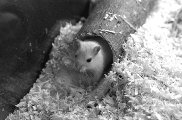 Хомячки - _029.jpg