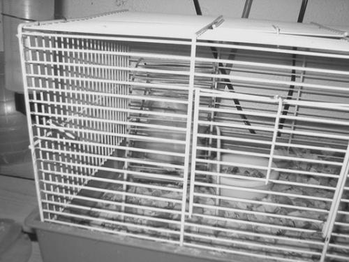 Хомячки - _032.jpg