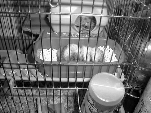 Хомячки - _033.jpg