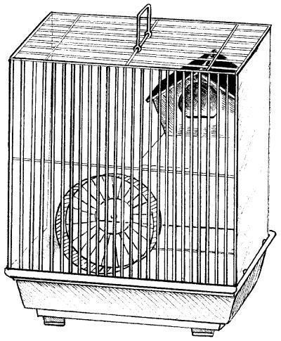 Хомячки - _035.jpg