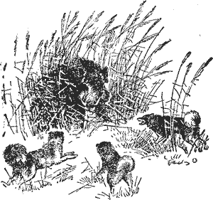 Охота с лайкой - i_010.png