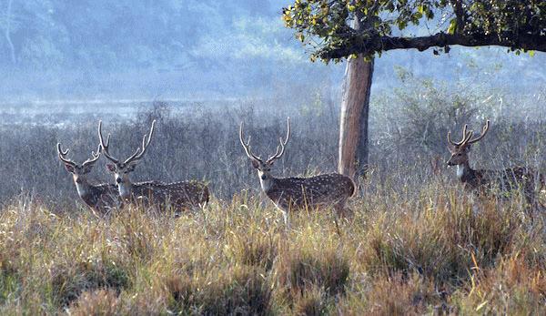 Цифровой журнал «Компьютерра» № 4 - i_037.jpg