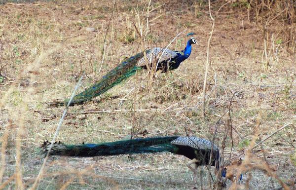 Цифровой журнал «Компьютерра» № 4 - i_039.jpg
