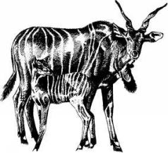 Там где бродили львы (с иллюстрациями) - pic12.jpg