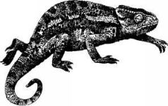 Там где бродили львы (с иллюстрациями) - pic14.jpg