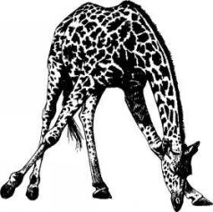 Там где бродили львы (с иллюстрациями) - pic9.jpg