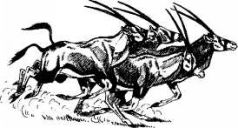 Там где бродили львы (с иллюстрациями) - pic23.jpg