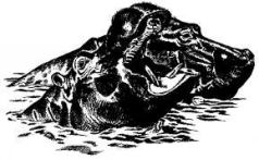 Там где бродили львы (с иллюстрациями) - pic25.jpg