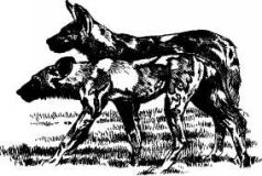 Там где бродили львы (с иллюстрациями) - pic27.jpg