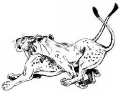 Там где бродили львы (с иллюстрациями) - pic79.jpg