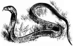 Там где бродили львы (с иллюстрациями) - pic88.jpg